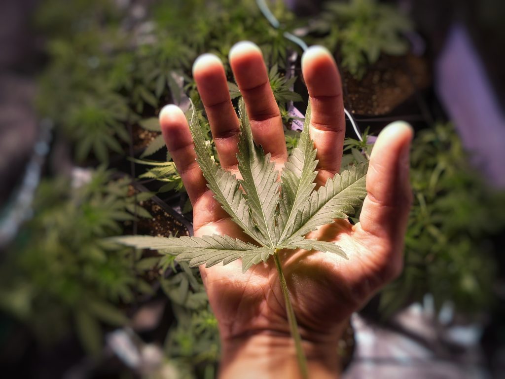 CLUB CANNABIS TORREVIEJA - KOALA 420