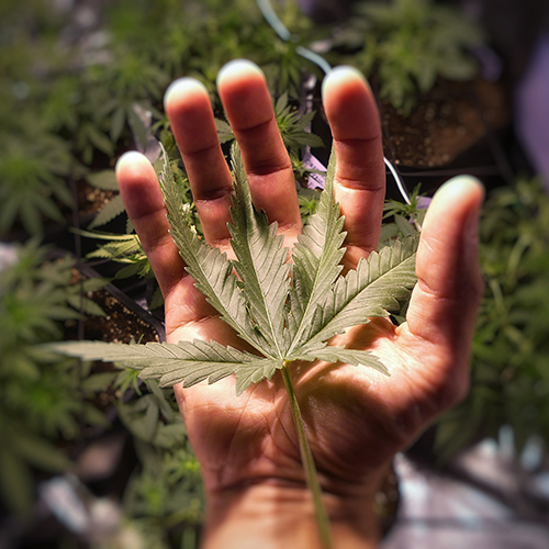 csc -club cannabis torrevieja